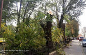 У Чернівцях на Соборній площі через одну суху гіляку зрізали чотири здорових дерева (фото)