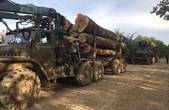 На Хотинщині затримали лісовози з деревиною на сімдесят тисяч гривень без документів