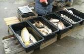 У браконьєрів вилучили 184 кг риби на 80 тисяч гривень