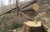 Лісник привласнював та реалізовував незаконно зрубану деревину