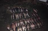 На Буковині  браконьєри наловили червонокнижного вирезуба причорноморського на 100 тисяч гривень