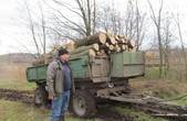 У Чернівецькій області браконьєри убивають зрілі дуби