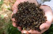 На Буковині виявили невідомого науці павука і дослідили причини вимирання бджіл