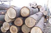 Віктор Сахнюк: 'Держлісгоспи Буковини забезпечують ефективне використання деревини'