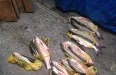 Чернівецький рибоохоронний патруль зупинив незаконний збут червонокнижного вирезуба та вилов стерляді