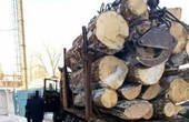 На Путильщині місцевий житель перевозив лісодеревину без відповідних документів