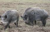 На Буковині будуть відстрілювати диких кабанів, у яких запідозрять африканську чуму свиней 