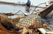 Торік у Чернівецькій області на 35% збільшився вилов риби, – Держрибагентство