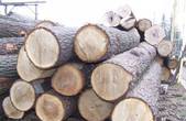 На Буковині лісгосп заплатить понад два мільйони за незаконну рубку дерев