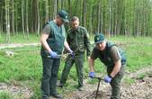 У Клішківецькому лісництві садили молоді дуби, а лісівники ДП « Кіцманський ліс АПК» успішно завершили весняну лісокультурну кампанію-2018