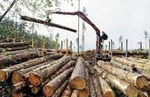 Три буковинських лісгоспи «попалися» на махінаціях з експортованою деревиною