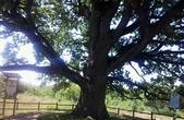 Блискавка вдарила у 600-літній хотинський дуб. Лісівники лікують дерево
