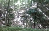 Рідкісні тиси Кучурівського лісництва належать до найстаріших дерев не тільки України, але й Європи