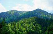 Парубій привітав рішення Уряду по боротьбі з незаконною вирубкою лісу і контрабандою лісу-кругляку