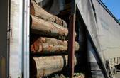 Вантажівку з діловою деревиною без відповідних документів виявили на Сторожинеччині