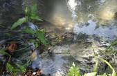 'Білий слиз і жахливий запах сірководню': жителі Мамаївців зібралися біля річки Совиця, де через нечистоти вкотре гине риба