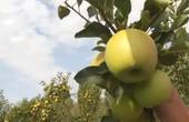 Бурбак захистив інтереси власників яблучних садів і земельних паїв на своєму виборчому окрузі