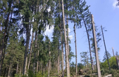 На Путильщині з буреломів вилучили 478 метрів кубічних деревини 