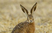 Не полювання – одне розчарування: через господарську діяльність агрохолдингів на Буковині поменшало зайця-русака