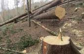 Франц Федорович: 'Кадровий конфлікт у лісовій галузі Буковини – це політичне питання…'