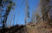 На території європейського континенту, у тому числі і у лісах Буковини,  майже повністю всохла смеречина