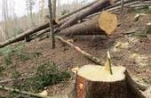 «Чернівецький лісгосп» зобов'язали відшкодувати понад 3 мільйони гривень збитків за незаконну рубку дерев