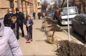 На місці засохлих пнів у центрі Чернівців висаджують молоді липи