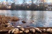 Чернівецькі екологи попередили про загрозу для нересту у водоймах Дністра (ВІДЕО)