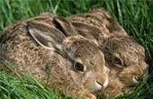 На Хотинщині закупили молодняк зайців, але бояться випускати у дику природу через хімпрепарати