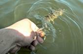 В Дністровське водосховище випустили 50 тисяч маленьких щук із Херсону