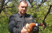На Буковині випустили у дику природу 80 вирощених у вольєрах фазанів