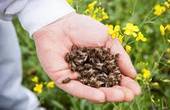 Через обробку полів та садів отрутохімікатами на Сокирянщині і Вижниччині гинуть бджоли і форель 