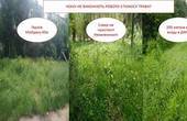  „Хоч трава не рости“: у Чернівцях управлінські компанії мають накосити трави на півтора мільйона гривень 