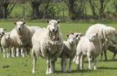 В буковинських Карпатах занепадає вівчарська справа