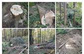 В лісі на межі сіл Багна і Черешенька виявили незаконні порубки хвойних дерев (ОНОВЛЕНО)