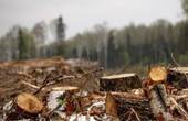 На території Киселівського дендрологічного парку 'Гайдейка' невідомі вирубали 129 дерев 