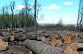 В Україні за п'ять років відкрили понад 10 тис. проваджень через незаконну вирубку лісу