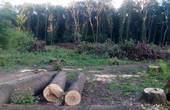 З буковинця, який незаконно зрубав п'ять дерев ялини й буку, хочуть стягнути 60 тисяч гривень 