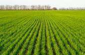 Буковинець самовільно захопив майже 4 га землі біля села Митків вартістю понад 1,5 млн грн для вирощування озимої пшениці