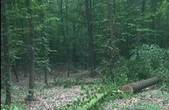 На Хотинщині невідомі самовільно зрубали у лісі десять дерев 