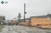 На Буковині чиновники незаконно вирубували ліси під виглядом «санітарно-оздоровчих заходів»