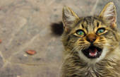 Хотіли спалити кішку: У Чернівецькій обл. розслідують можливе жорстоке поводження з твариною