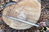 На території НПП «Вижницький» вкторе незаконно нарубали дерев майже на пів мільйона гривень