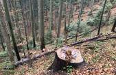 Національний парк «Вижницький» має відшкодувати понад півмільйона гривень за сімдесят зрубаних дерев 