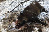 На Кельменеччині браконьєр застрелив дике порося