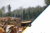 На Буковині судитимуть майстра лісу: державі завдано понад 200 тис грн збитків