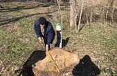 На Герцаївщині незаконно вирубали дерев майже на мільйон гривень 