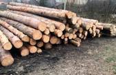Сума збитків 200 тисяч гривень: група буковинців незаконно вирубувала дерева цінних порід за сприяння контролюючих органів 