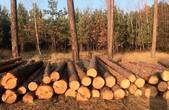 На території двох буковинських лісництв незаконно нарубали дерев на 300 тисяч гривень 