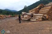 На Буковині чиновники незаконно рубали ліс у заповідній зоні, підробляли документи і продавали  на експорт